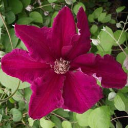 Clématite 'Ernest Markham' / Clematis Ernest Markham